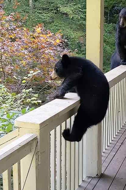 Three black bears on a residential porch surrounded by dense green foliage in autumn with overcast light.