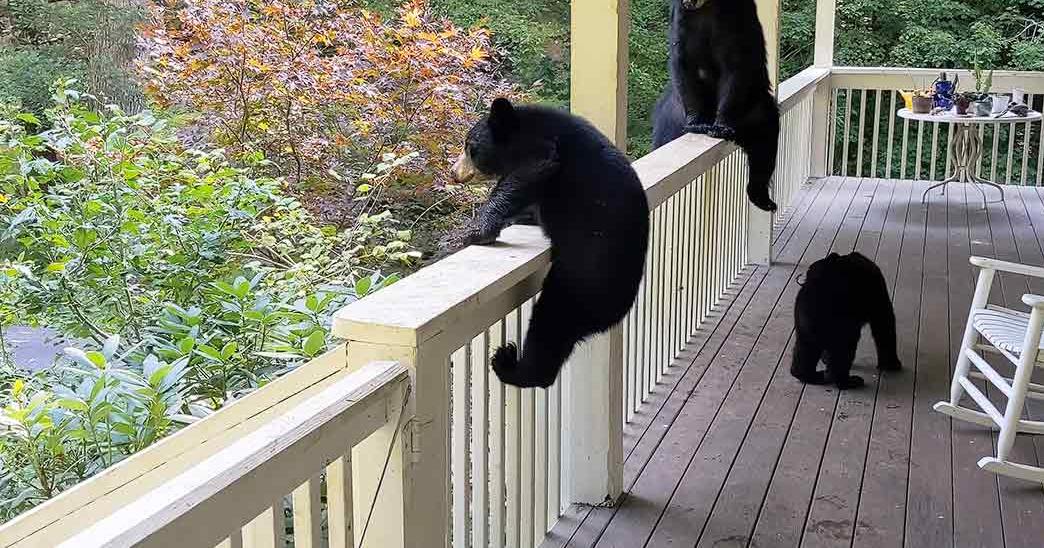 Three black bears on a residential porch surrounded by dense green foliage in autumn with overcast light.