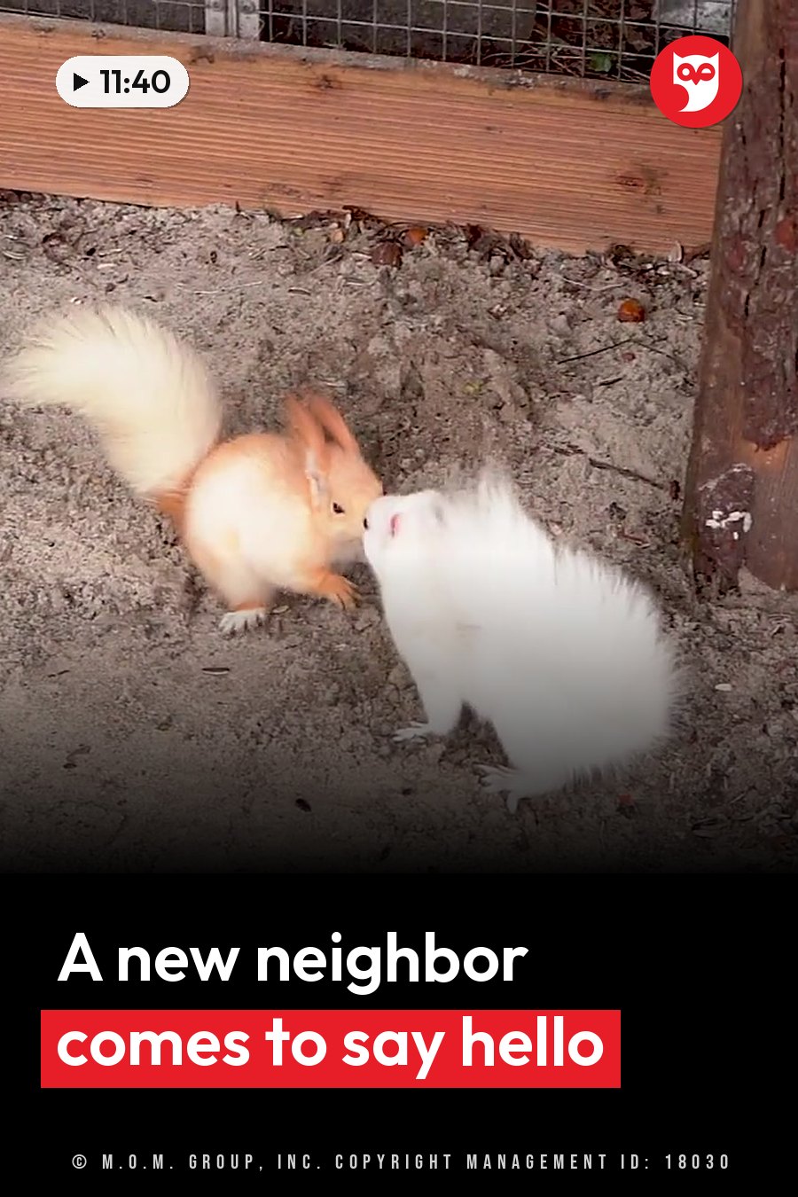 An orange squirrel and a white squirrel nuzzle each other beside a wooden fence on gravel ground. A headline runs in white letters across the lower third.