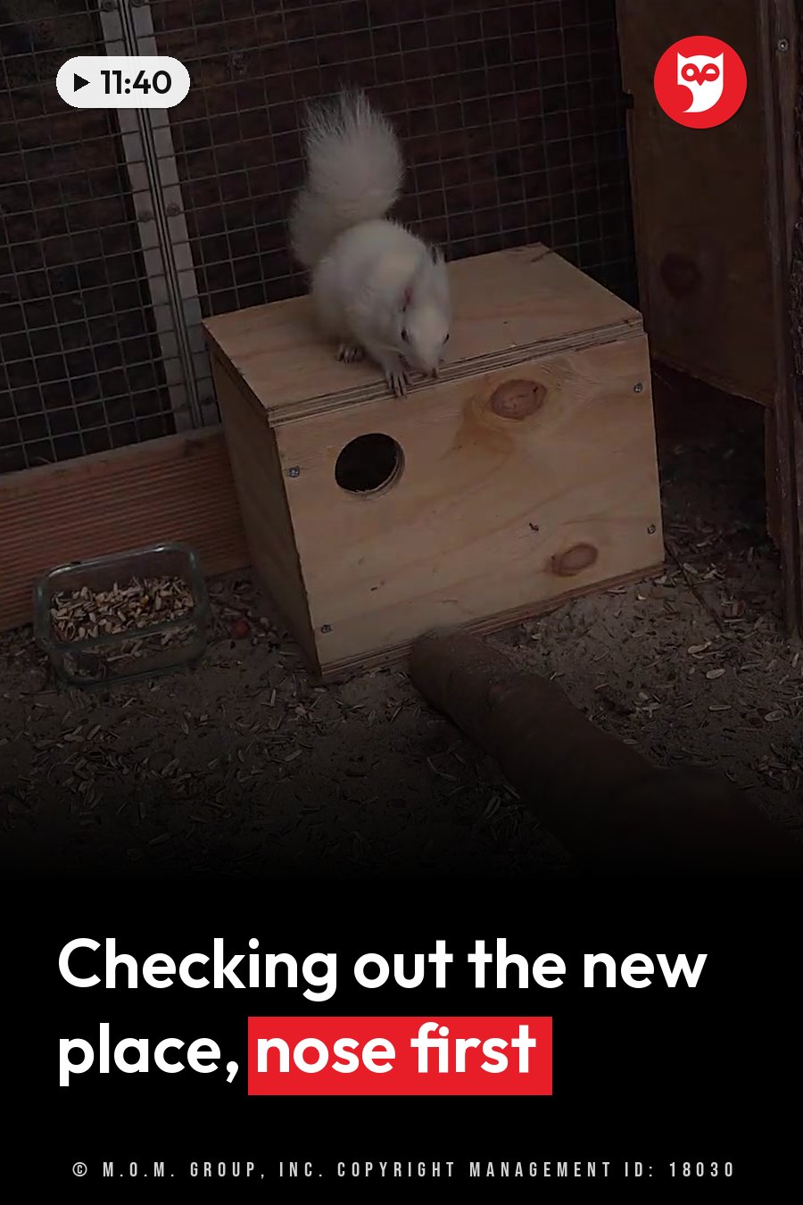 A white squirrel stands on top of a wooden box with a round hole, sniffing near its edge inside an enclosure. A headline runs in white letters across the lower third.