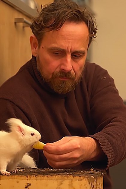 A middle-aged man interacts with a white guinea pig in a home setting, offering it a small piece of fruit. The scene is lit by natural daylight coming from an unseen window.