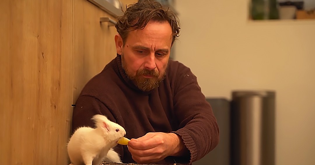 A middle-aged man interacts with a white guinea pig in a home setting, offering it a small piece of fruit. The scene is lit by natural daylight coming from an unseen window.