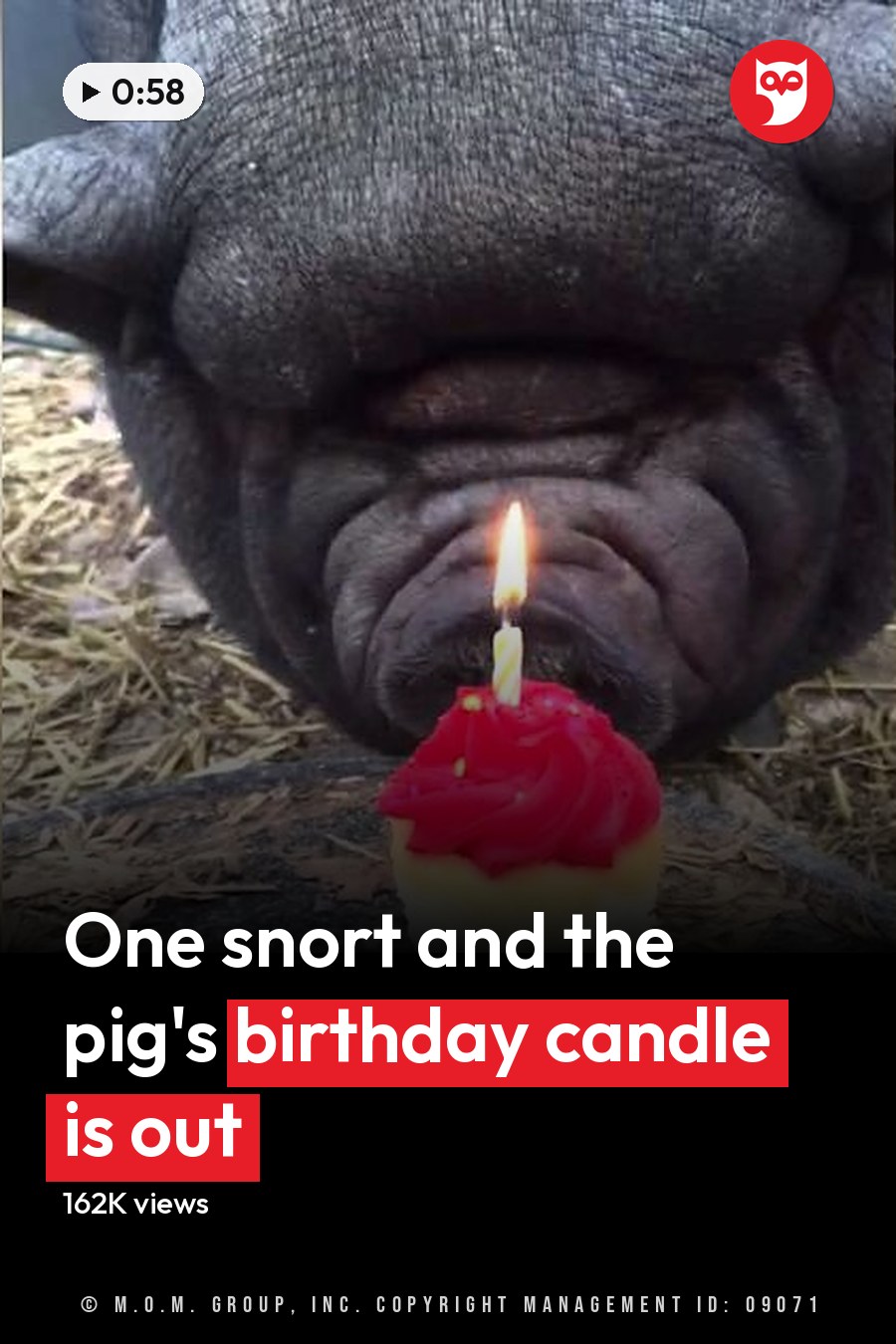 A black French Bulldog celebrating its birthday with a small red-frosted cupcake in an outdoor garden or park setting, bathed in natural daylight. The headline runs in white letters across the lower third.