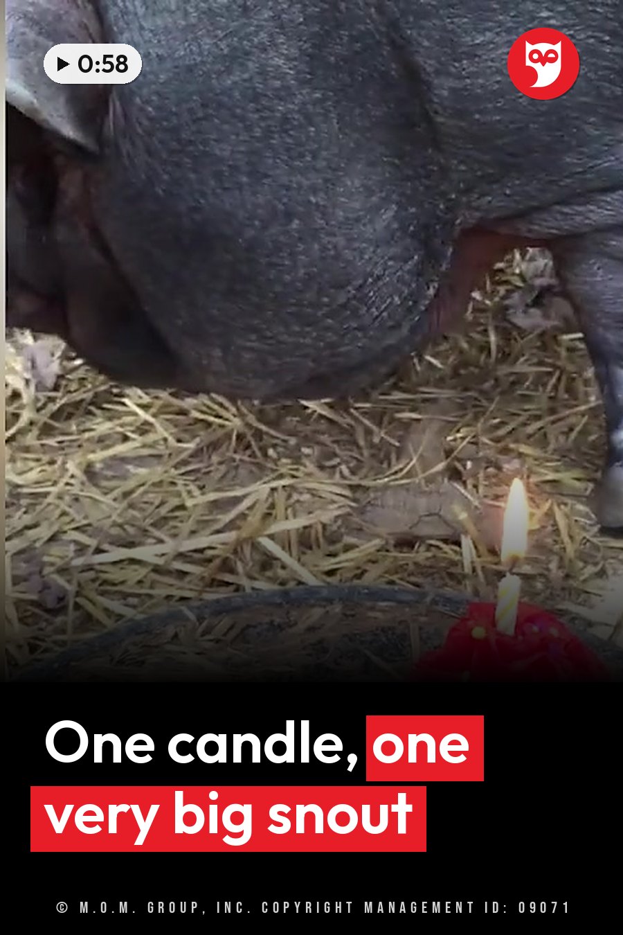 A large dark pig leans her head down toward a lit candle on hay-covered ground. A headline runs in white letters across the lower third.