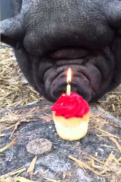 A black French Bulldog celebrating its birthday with a small red-frosted cupcake in an outdoor garden or park setting, bathed in natural daylight.
