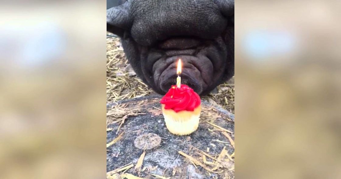 A black French Bulldog celebrating its birthday with a small red-frosted cupcake in an outdoor garden or park setting, bathed in natural daylight.