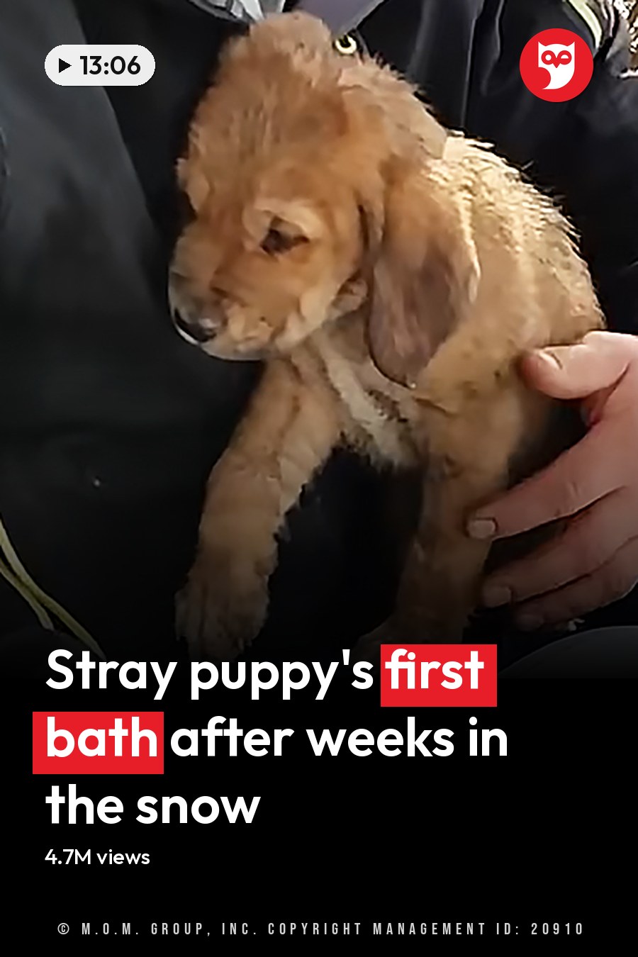 A small brown puppy, likely a Labrador Retriever mix, stands outdoors in a snowy environment with dry bushes. An adult male wearing a black jacket with yellow zipper details and light gray sweatpants sits nearby. The headline runs in white letters across the lower third.