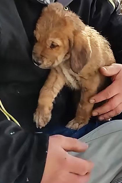 A small brown puppy, likely a Labrador Retriever mix, stands outdoors in a snowy environment with dry bushes. An adult male wearing a black jacket with yellow zipper details and light gray sweatpants sits nearby.