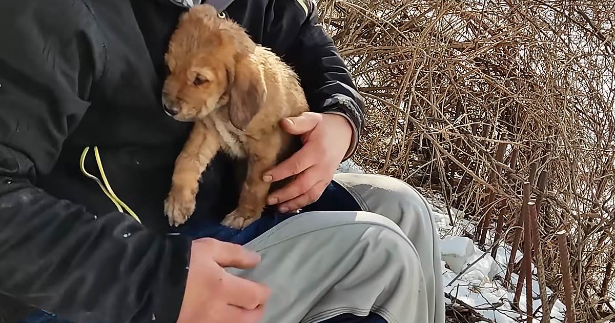 A small brown puppy, likely a Labrador Retriever mix, stands outdoors in a snowy environment with dry bushes. An adult male wearing a black jacket with yellow zipper details and light gray sweatpants sits nearby.