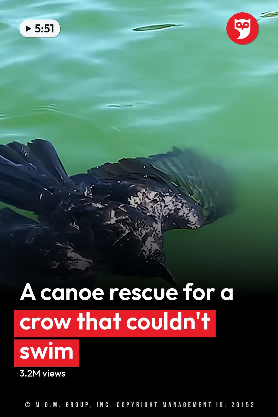 A black cormorant with dark feathers stands near a greenish body of water, likely on a pond or lake, under natural daylight. The headline runs in white letters across the lower third.