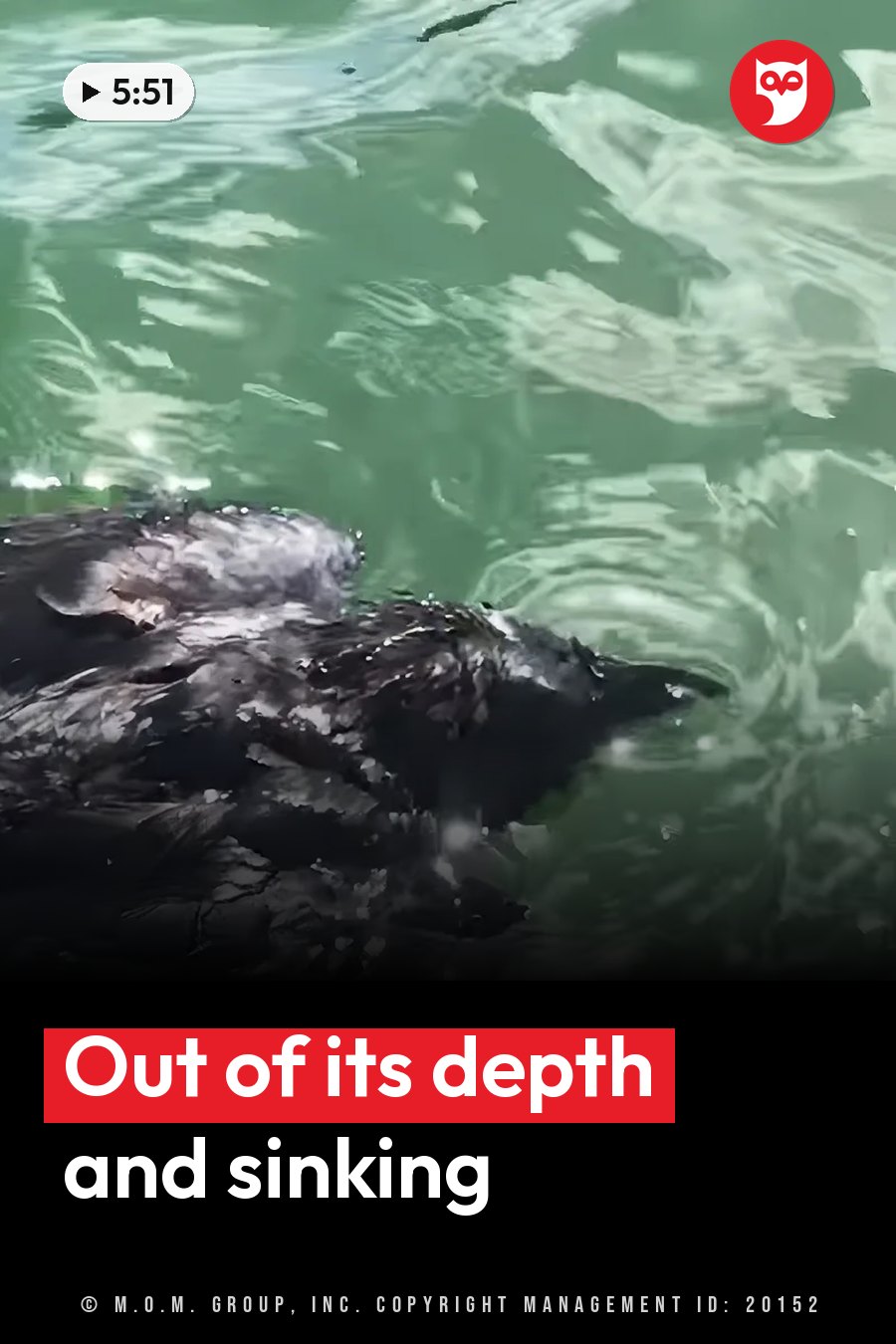 A dark-colored animal sits partly underwater in greenish water, with ripples spreading across the surface. A headline runs in white letters across the lower third.