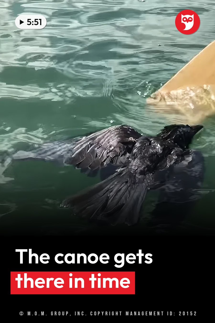 A black bird floats on green water next to a wooden edge, with ripples around it. A headline runs in white letters across the lower third.