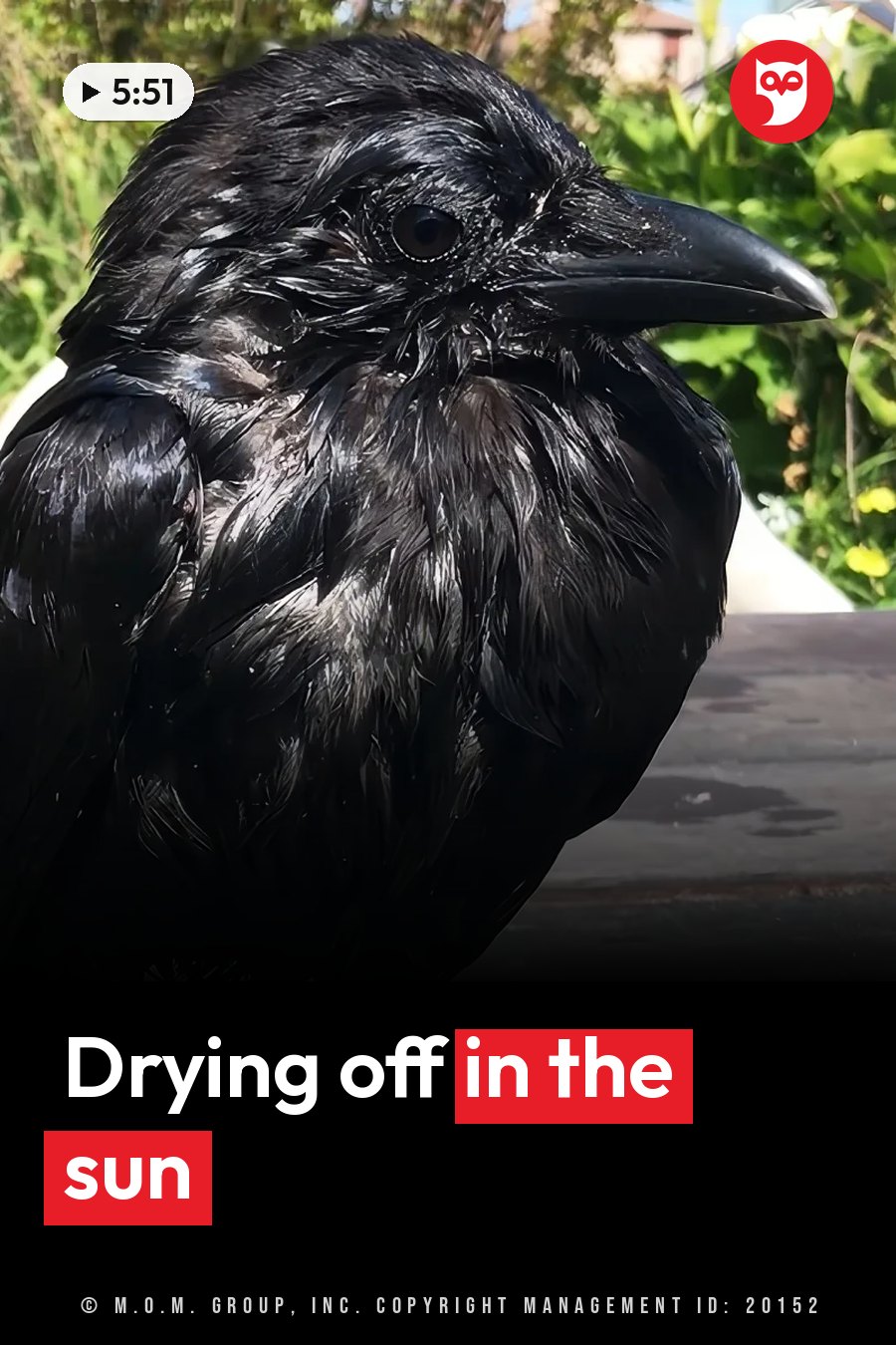 A wet black bird with glossy feathers sits on a flat surface, its beak pointed forward. A headline runs in white letters across the lower third.