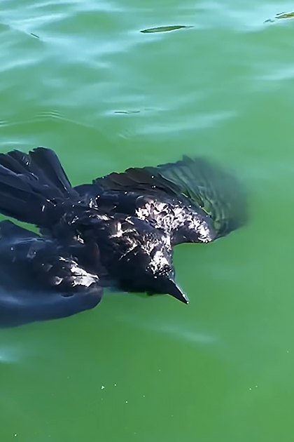 A black cormorant with dark feathers stands near a greenish body of water, likely on a pond or lake, under natural daylight.
