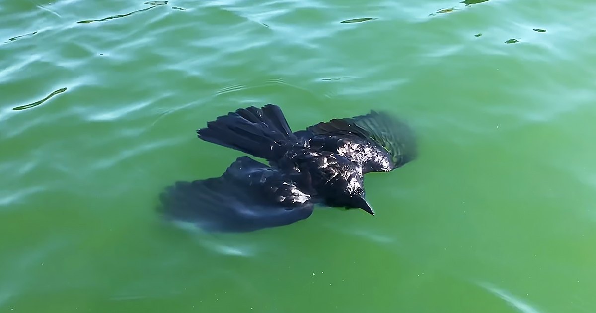 A black cormorant with dark feathers stands near a greenish body of water, likely on a pond or lake, under natural daylight.
