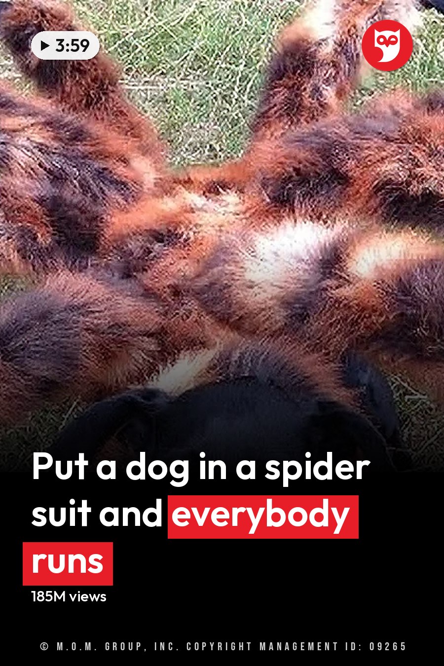 An adult dog dressed in a spider costume outdoors, with greenery suggesting spring or summer and daytime light. The headline runs in white letters across the lower third.