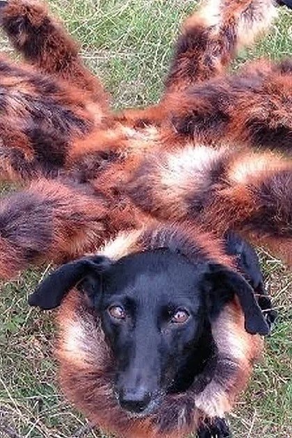 An adult dog dressed in a spider costume outdoors, with greenery suggesting spring or summer and daytime light