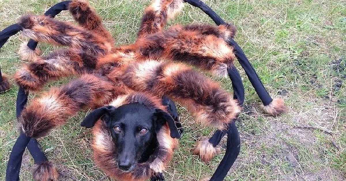 An adult dog dressed in a spider costume outdoors, with greenery suggesting spring or summer and daytime light