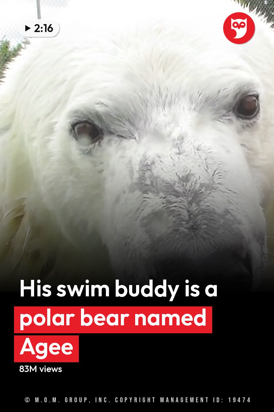 Adult male wearing a dark blue 'NORTHSIDE' t-shirt swims with an adult polar bear in an outdoor pool within a zoo or wildlife sanctuary during spring or summer, under soft daylight. The headline runs in white letters across the lower third.