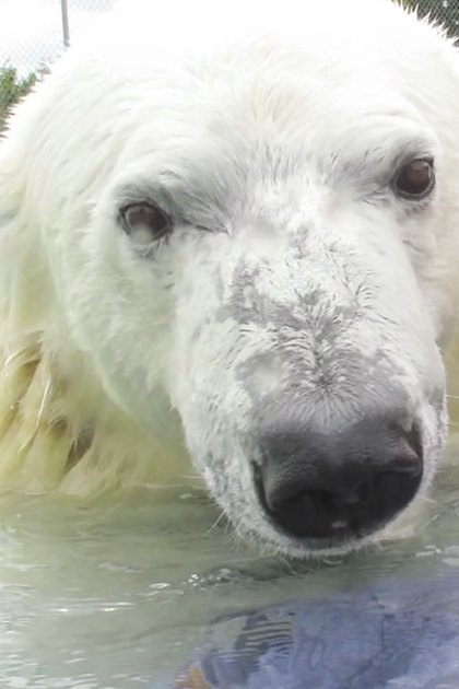 Adult male wearing a dark blue 'NORTHSIDE' t-shirt swims with an adult polar bear in an outdoor pool within a zoo or wildlife sanctuary during spring or summer, under soft daylight.