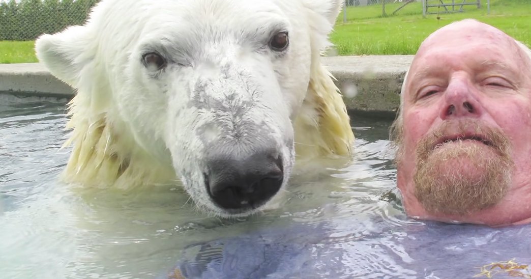 Adult male wearing a dark blue 'NORTHSIDE' t-shirt swims with an adult polar bear in an outdoor pool within a zoo or wildlife sanctuary during spring or summer, under soft daylight.