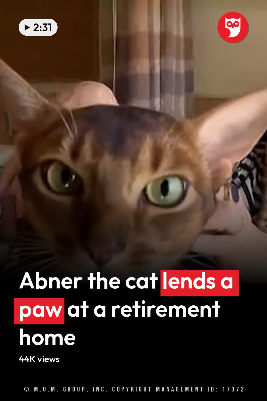 An Abyssinian cat with brownish-gold coat sits indoors, surrounded by home decor items. The headline runs in white letters across the lower third.