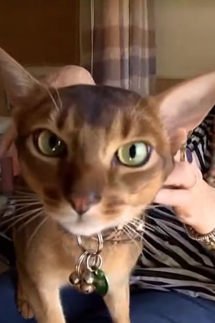 An Abyssinian cat with brownish-gold coat sits indoors, surrounded by home decor items.