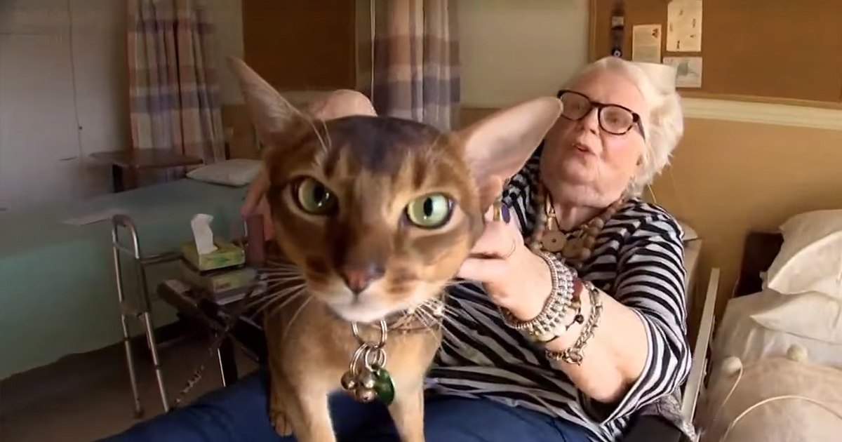 An Abyssinian cat with brownish-gold coat sits indoors, surrounded by home decor items.
