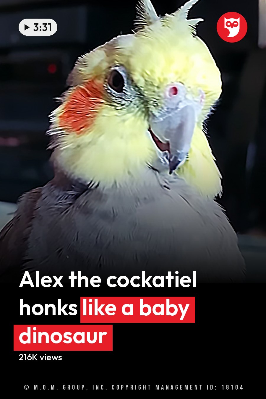 A cockatiel with a yellow head, grey body, and red cheek patches perched indoors in a cozy living room setting with blue patterned carpeting. The headline runs in white letters across the lower third.