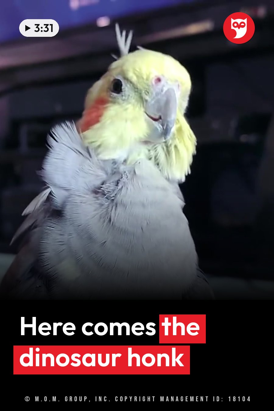 A cockatiel with a yellow head, red cheek patches and a grey body faces forward with its beak slightly open. A headline runs in white letters across the lower third.