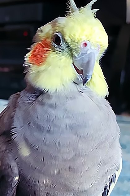 A cockatiel with a yellow head, grey body, and red cheek patches perched indoors in a cozy living room setting with blue patterned carpeting.