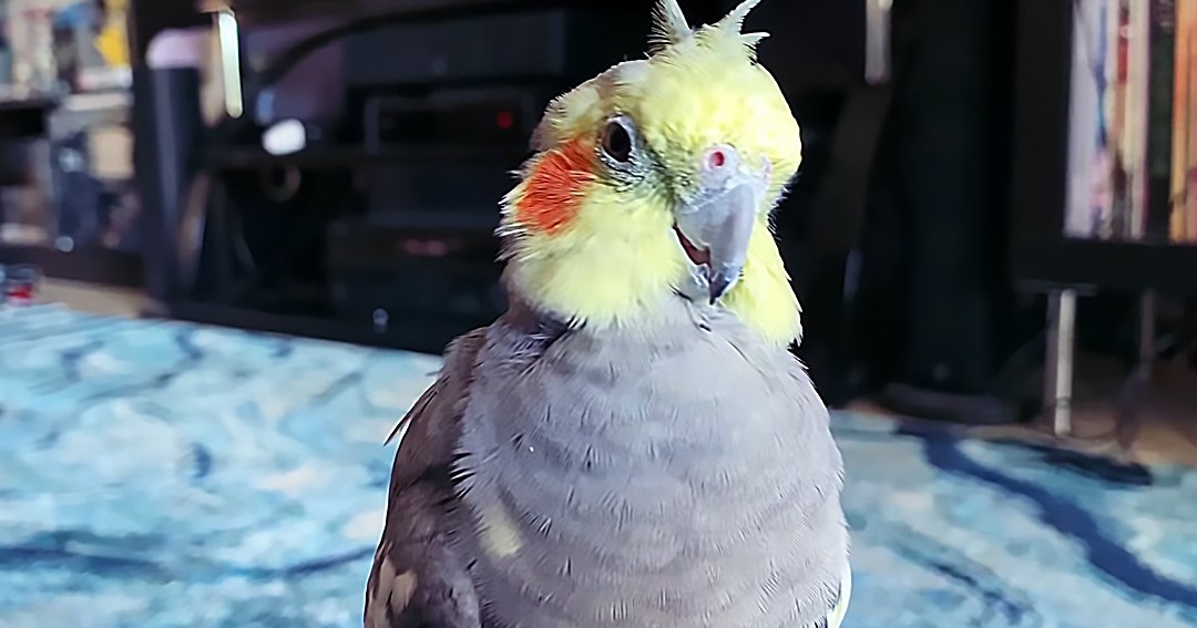 A cockatiel with a yellow head, grey body, and red cheek patches perched indoors in a cozy living room setting with blue patterned carpeting.
