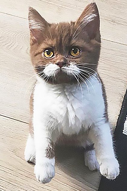 A British Shorthair kitten with a brown and white tabby coat is on a wooden floor beside a black-and-white geometric-patterned rug in an indoor setting with natural lighting.