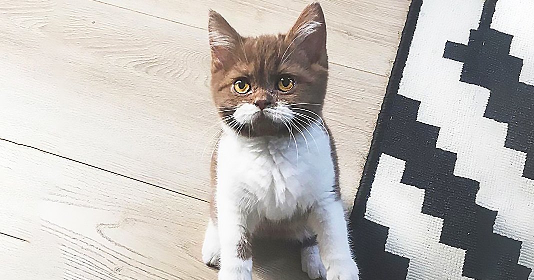 A British Shorthair kitten with a brown and white tabby coat is on a wooden floor beside a black-and-white geometric-patterned rug in an indoor setting with natural lighting.