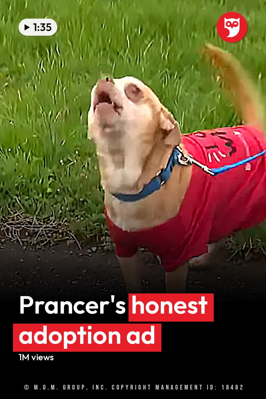 A light brown Labrador Retriever or similar medium-sized retriever type dog wearing a red shirt with black markings resembling a face in an outdoor grassy area, likely spring or summer. The headline runs in white letters across the lower third.