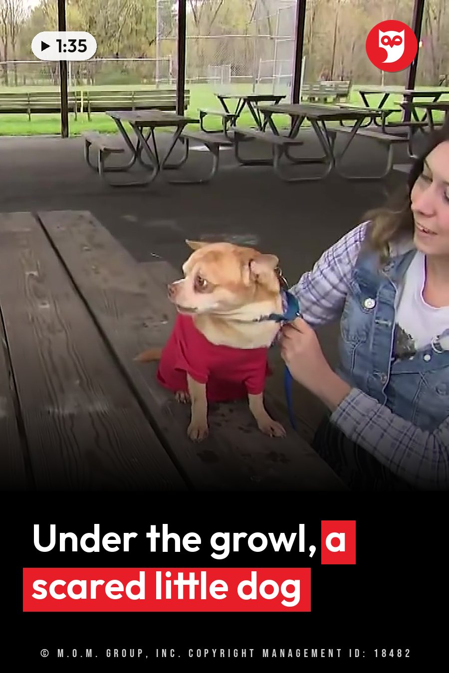 A woman seated at an outdoor picnic table adjusts the leash on a small dog wearing a red shirt. A headline runs in white letters across the lower third.