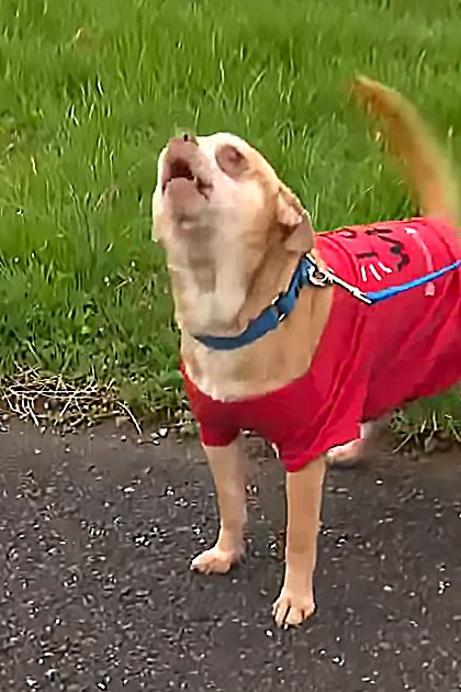 A light brown Labrador Retriever or similar medium-sized retriever type dog wearing a red shirt with black markings resembling a face in an outdoor grassy area, likely spring or summer.