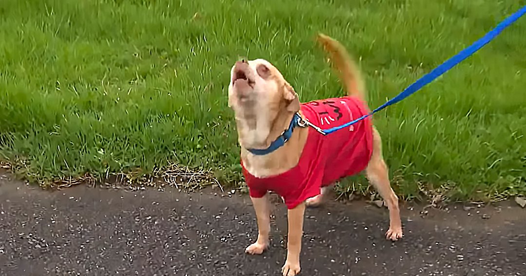 A light brown Labrador Retriever or similar medium-sized retriever type dog wearing a red shirt with black markings resembling a face in an outdoor grassy area, likely spring or summer.
