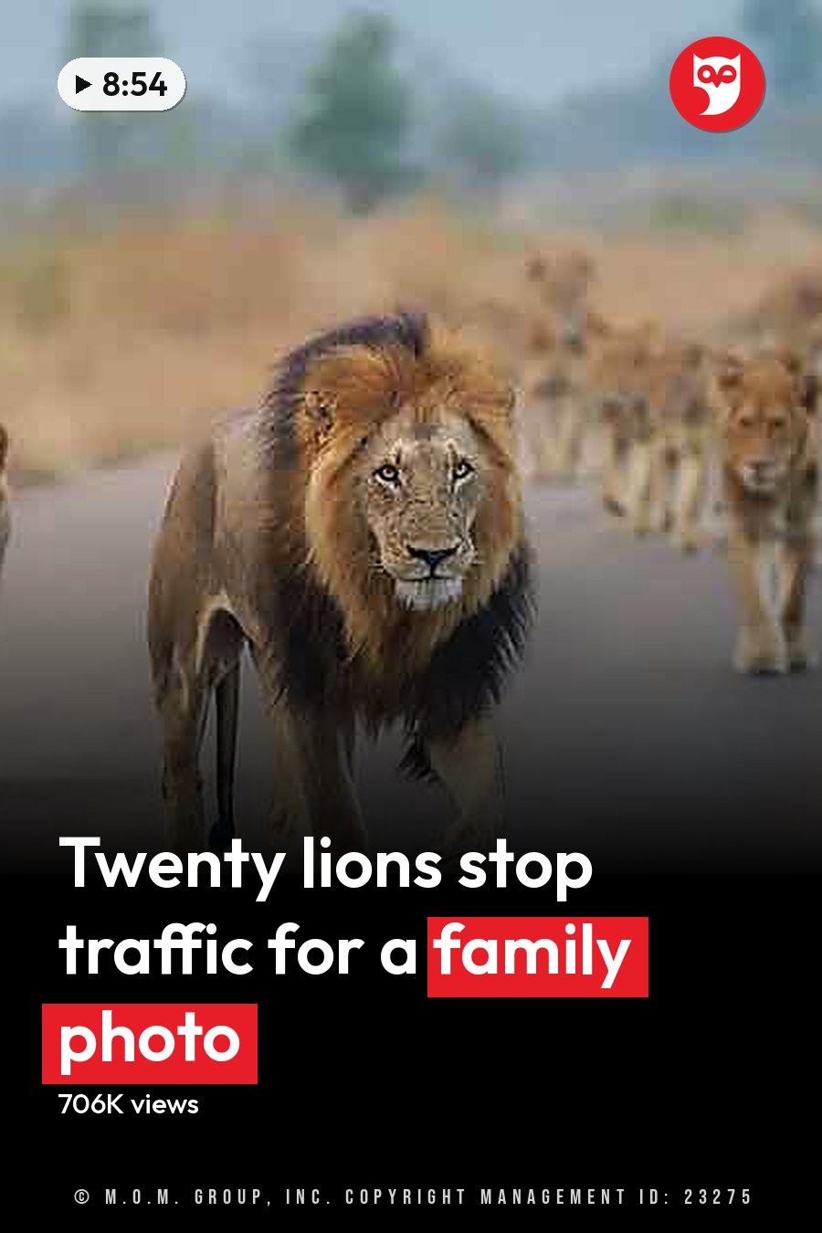 A lion pride with a male adult and several younger lions walking together on an open savanna road under clear, sunny skies. The headline runs in white letters across the lower third.