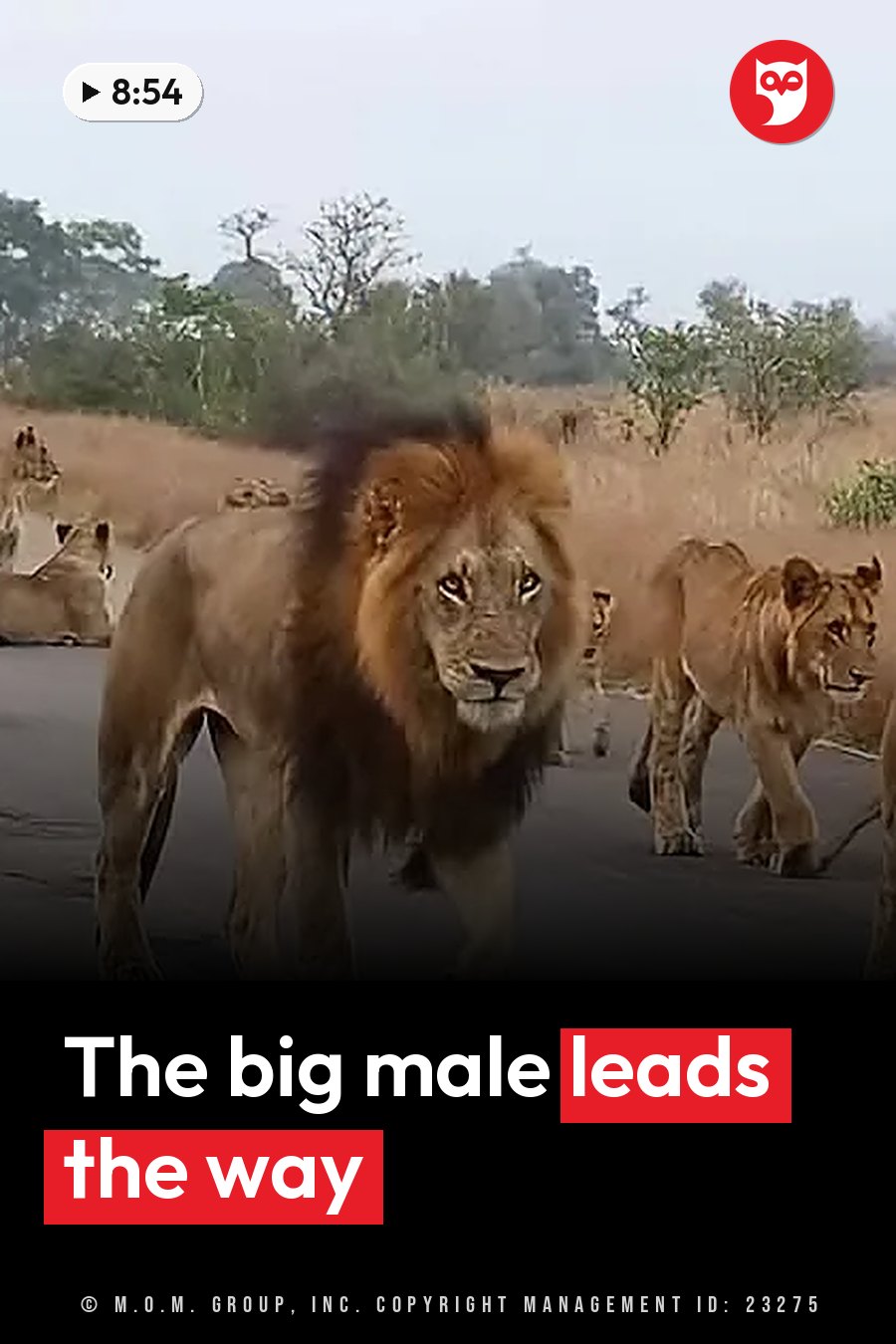 A male lion with a mane walks forward on a road while other lions move nearby in dry grassland. A headline runs in white letters across the lower third.