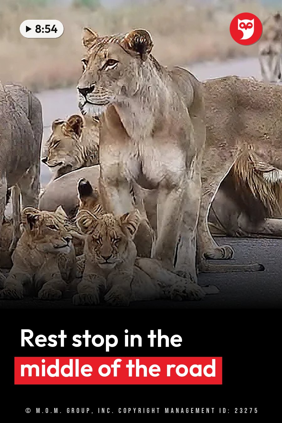 Lionesses and cubs rest together on a paved surface near dry grassland. A headline runs in white letters across the lower third.