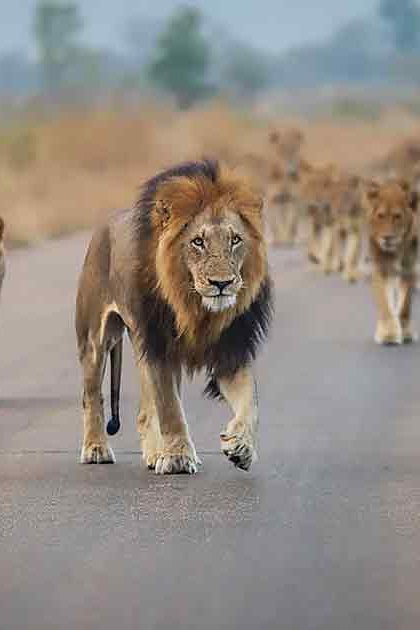 A lion pride with a male adult and several younger lions walking together on an open savanna road under clear, sunny skies.