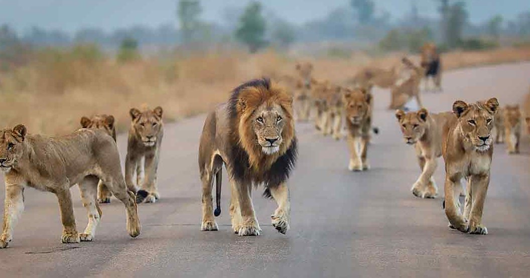 A lion pride with a male adult and several younger lions walking together on an open savanna road under clear, sunny skies.