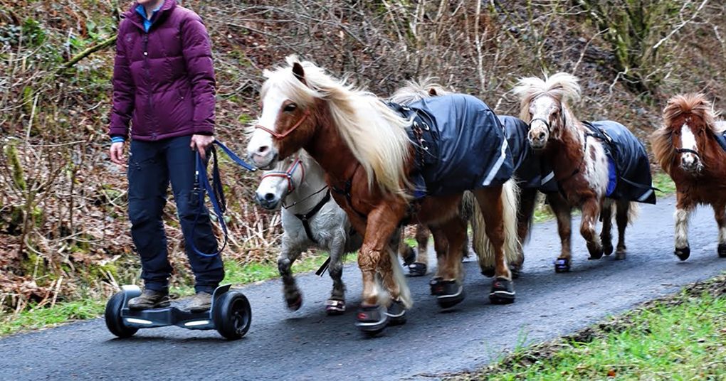A woman rides a hoverboard with ponies through a rural road surrounded by trees during late autumn or early spring, wearing a purple puffer jacket and holding reins of one pony.