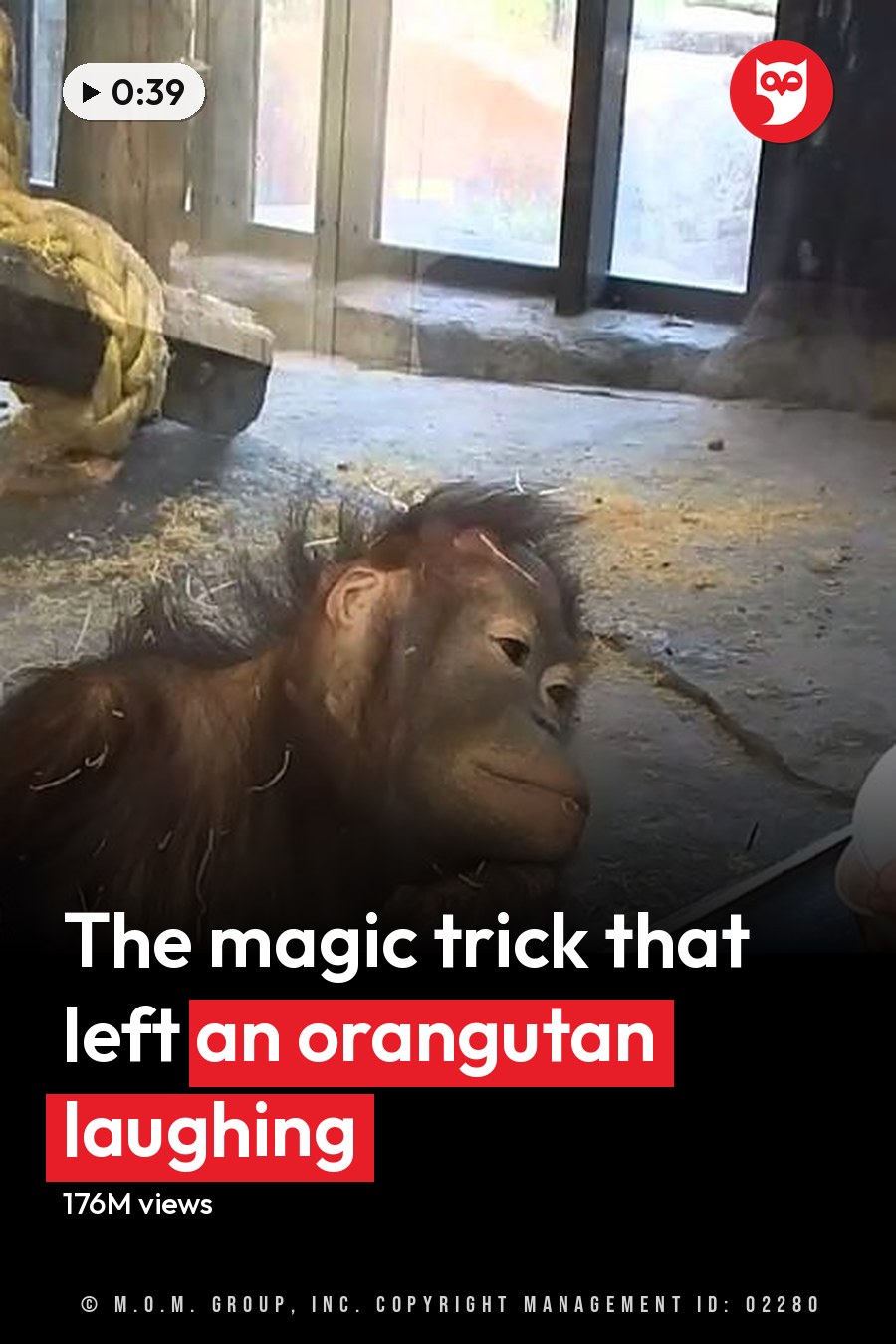 A middle-aged person feeding a juvenile orangutan in a zoo enclosure with natural light and straw-covered ground. The headline runs in white letters across the lower third.
