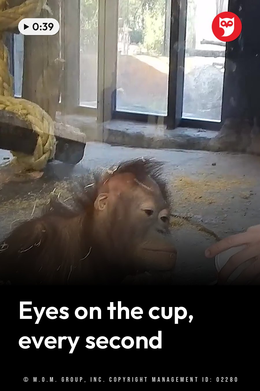 A young orangutan sits inside an enclosure, looking toward a human hand holding a cup near his face. A headline runs in white letters across the lower third.