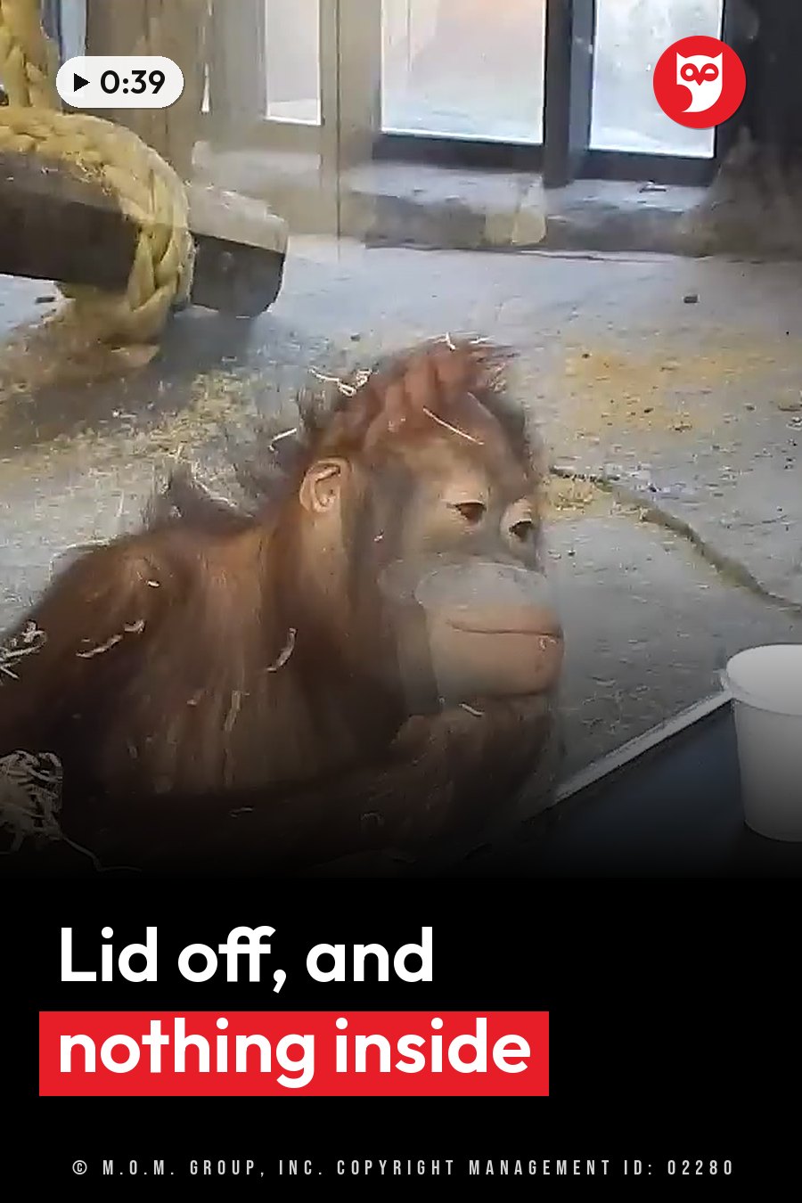 An orangutan sits on the ground near a white cup, looking toward the camera with one hand raised. A headline runs in white letters across the lower third.