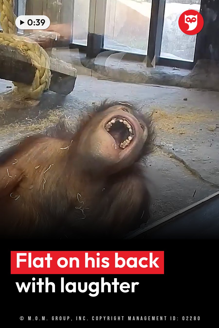 A young ape lies on his back with his mouth wide open and teeth showing, inside an enclosure near a window. A headline runs in white letters across the lower third.