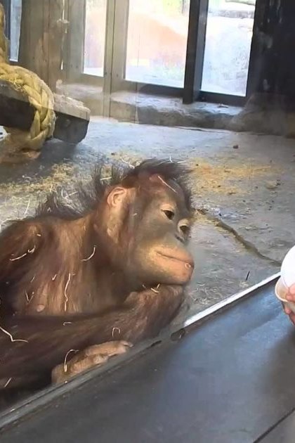 A middle-aged person feeding a juvenile orangutan in a zoo enclosure with natural light and straw-covered ground.