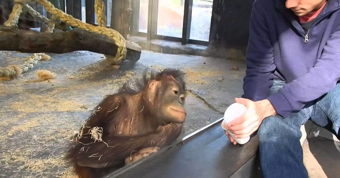 A middle-aged person feeding a juvenile orangutan in a zoo enclosure with natural light and straw-covered ground.